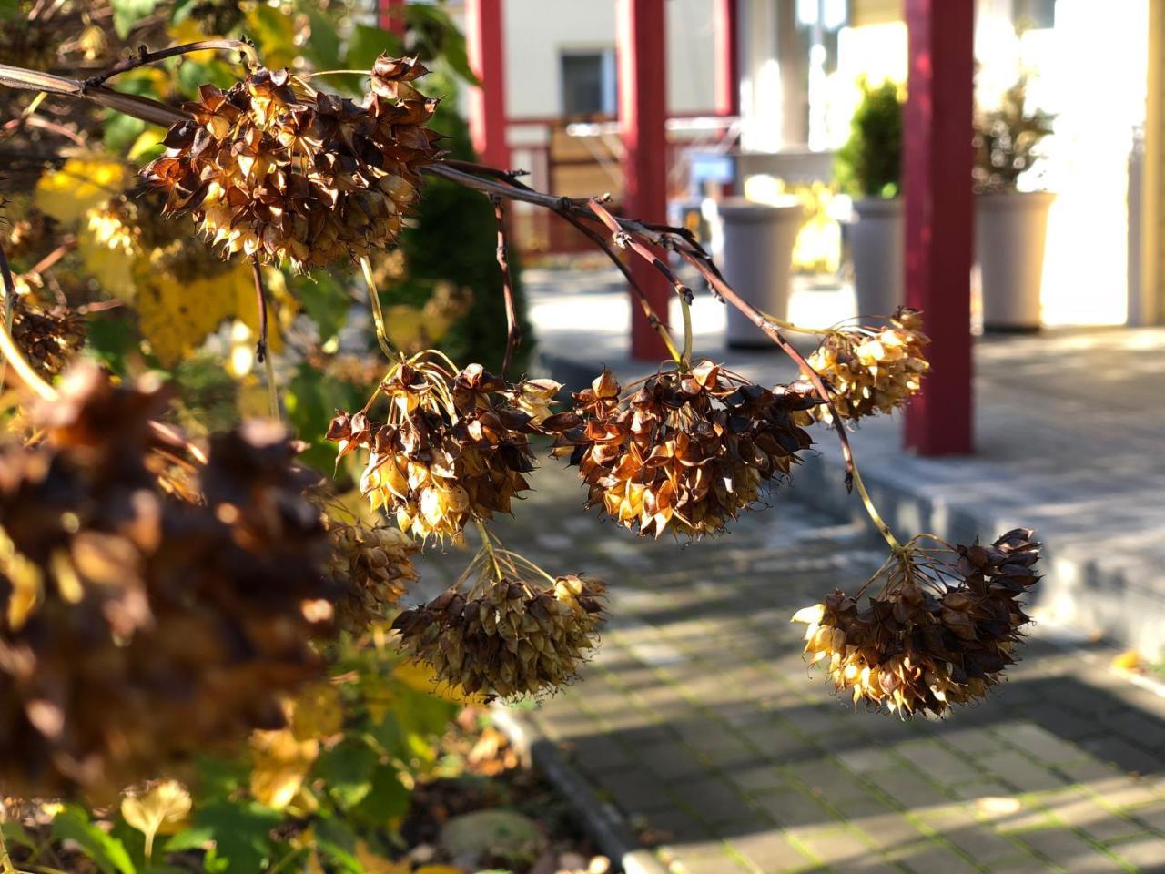 Guest House Mr Fox Druskininkai Exterior foto